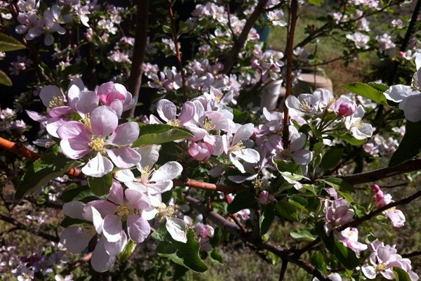 Apple Blossoms in the Garden